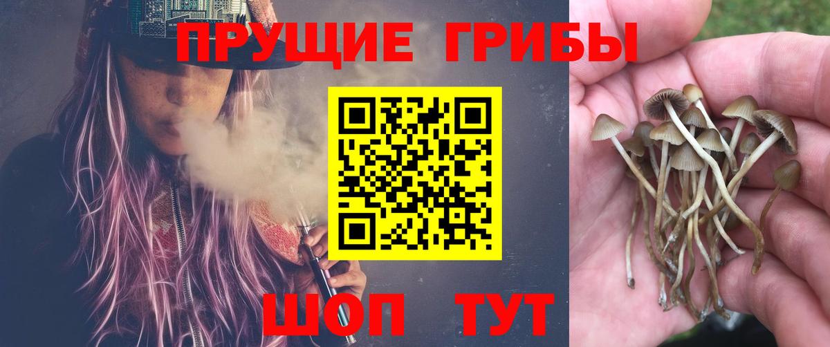 Галлюциногенные грибы Psilocybine cubensis Самара